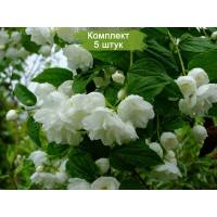Комплект 5шт  / Чубушник (жасмин садовый) (20-25 см.)